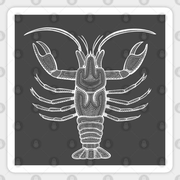 Crayfish or Crawdad - hand drawn detailed animal design Magnet by Green Paladin